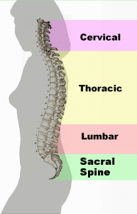 Spinal_column
