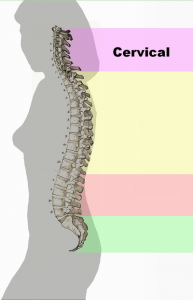 Spinal_column1